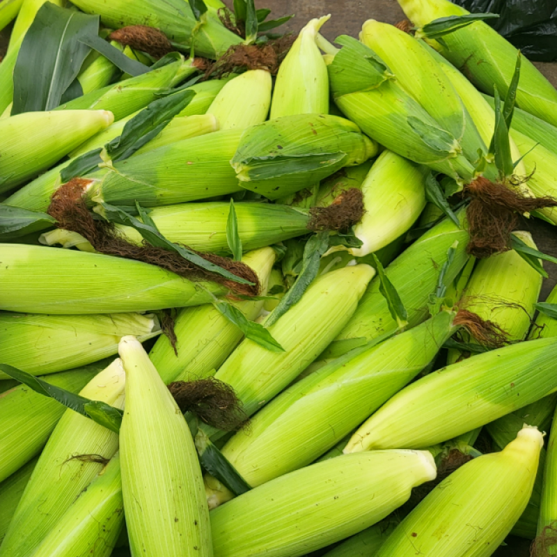 토고미 영농조합법인,2025 강원도 화천 토고미 찰옥수수 (30개/50개)