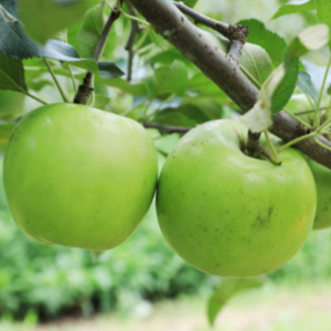 강원도 화천 토고미 언덕농원 그린볼 사과