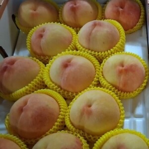 강원도 화천 토고미 황도 복숭아(11과-13과)